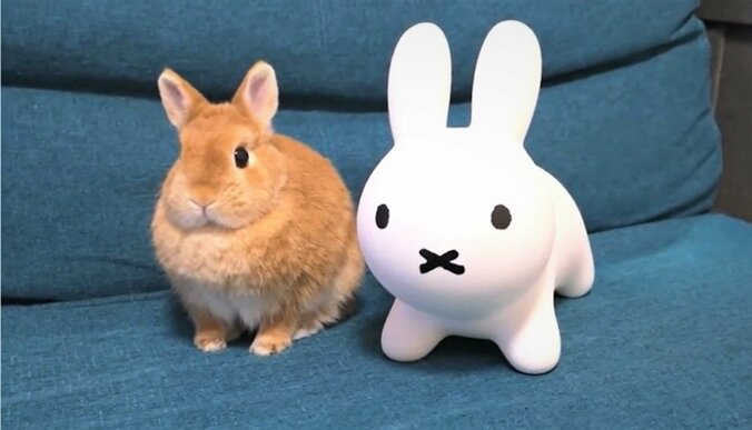 ウサギのぬいぐるみに対抗意識むき出しで“同化”する笑撃結末 「同じ格好するの面白すぎる(笑)」と話題 1枚目