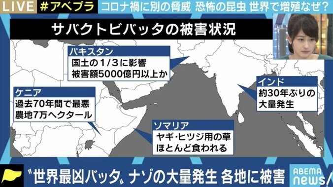 コロナ禍で防除に苦慮…世界でバッタが大量発生、過去のケースでは最長15年間も 2枚目