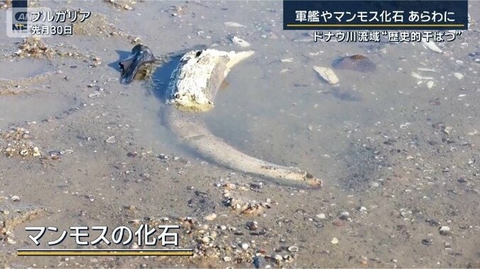 マンモスの化石