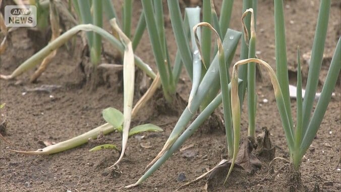 “台所”に影響…収穫減で“価格高騰”の懸念　豪雨に長雨・日照不足も 野菜育たず 1枚目