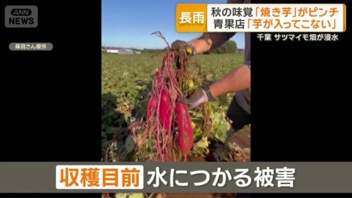収穫目前のサツマイモが水につかる事態に…