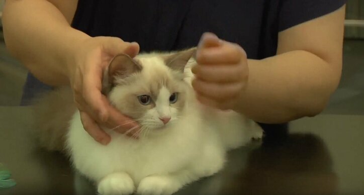 ふわふわ仔猫大集合「キャットショーって何？」　スター候補ニャンコに密着にゃ