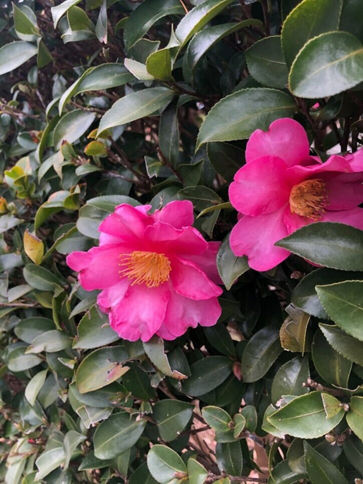 研ナオコ、身内のみで行った母親の一周忌「一番記憶のいい母親がいたら」