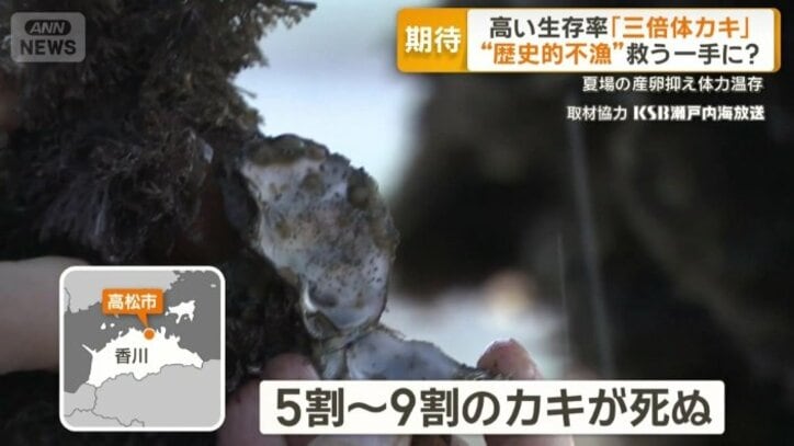 香川でも5割～9割のカキが死ぬ深刻被害