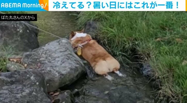 コーギーの紬ちゃん（3歳）