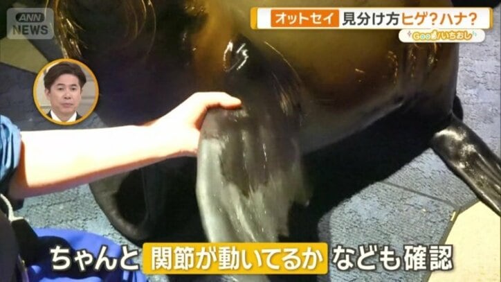 関節をチェックしている