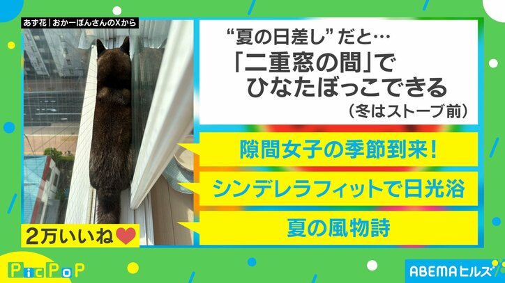 黒柴「あずきちゃん」