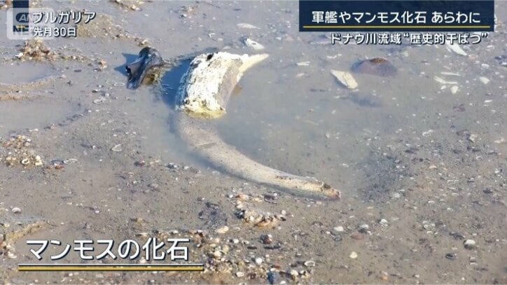 マンモスの化石