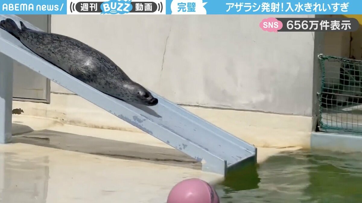 永遠に見ていたい」アザラシが滑り台を登り、完璧なフォームで入水する 