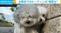 “幅寄せ”は愛情表現?散歩中に壁に押しつぶされるワンコ