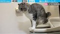 飼い主を困惑させた猫の衝撃行動 トイレで用を足す姿が「自分を人間だと思ってるｗ」と話題