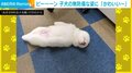 体をピーン！ 秋田犬の無防備に眠る姿が「打ち上げられたアザラシみたい」 投稿者メロメロ