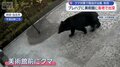 クマ対策支援　陸上自衛隊の部隊が秋田へ