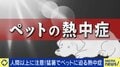 熱中症はペットにも…汗をほとんどかけない犬・猫は重症化すれば命の危険 獣医師「体温を下げる効率が悪く熱がこもりやすい」