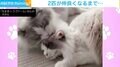 食べる勢いで後輩猫を舐める先輩猫 モフモフ2匹の仲良し動画に「癒される」「かわいい」の声