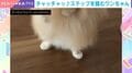 まるでダンサー!? ノリノリで踊るポメラニアンの姿→SNSで虜になる人が続出「かわゆいステップ」「タップダンスみたい」など反響