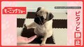 「お預けだワン」手に触れる直前でピタッと静止 お手を寸止めするワンちゃん なぜ?