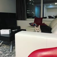 加藤紗里、豪華な自宅ショットを披露 高級家具にこだわり？「全部カッシーナぢゃないと嫌！w」