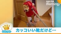 行きたくないと“全力抵抗”をする柴犬