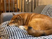 尾形あい『やっぱり、、、、』