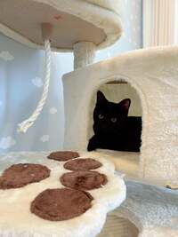 川崎希『キャットタワー♡』