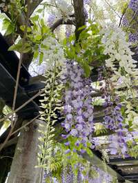 藤あや子『ご報告』