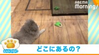 【映像】本物より“もう1つのおもちゃ”に夢中なトイプー
