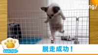 【映像】ケージの登り方が巧み過ぎる犬 “脱走常習犯”の決定的瞬間