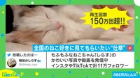 【映像】100万回超再生の「アイラブニャー」