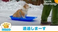 ソリに乗り微動だにしないコーギー 思わず笑うシュールな光景に反響
