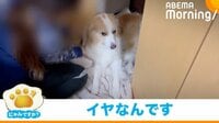 【映像】耳掃除から逃げる犬 捕まったあとも“必死の抵抗”