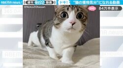 「獲物気分になれる」“ソロリ”とカメラに近づくハンターのような猫の“くりくりお目々”に「おててもかわいすぎ！」「また狩られに来てしまった」と悶絶の声