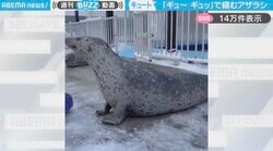 「骨格どうなってるのw」飼育員の掛け声で首を縮ませるアザラシの“まさかの姿”に「悪魔の実食べてそうな勢いでのびる」と驚きの声