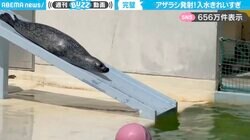 「永遠に見ていたい」アザラシが滑り台を登り、完璧なフォームで入水する姿に「水しぶき無さすぎてカッコいい！」「さすがプロ」と大反響