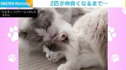 食べる勢いで後輩猫を舐める先輩猫 モフモフ2匹の仲良し動画に「癒される」「かわいい」の声