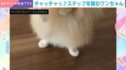 まるでダンサー!? ノリノリで踊るポメラニアンの姿→SNSで虜になる人が続出「かわゆいステップ」「タップダンスみたい」など反響