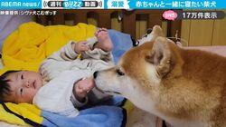 赤ちゃんが大好きすぎる柴犬、一緒に添い寝も…家族の一員として見守るような姿に癒される人続出「かなりの溺愛っぷり」