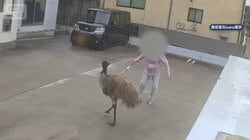 「ダチョウが逃げた」捕まえたら“エミュー”　遭遇した女性は傘で…！？