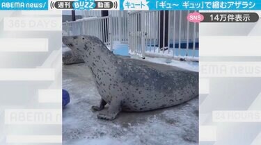 骨格どうなってるのw」飼育員の掛け声で首を縮ませるアザラシの