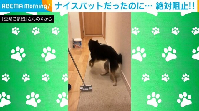 柴犬のゴマちゃん（3歳）
