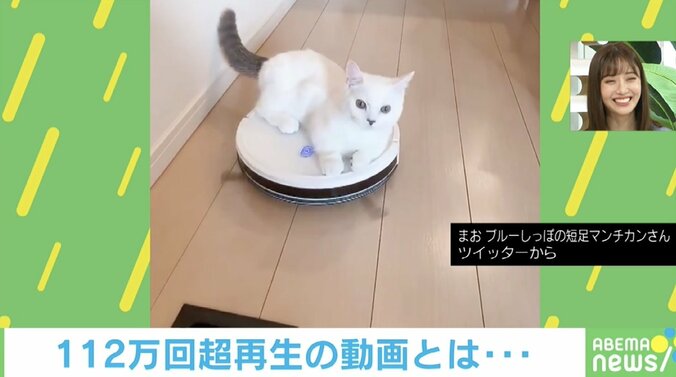 再生数100万超え！ ロボット掃除機に乗った猫の勇気ある挑戦!? 飼い主「すごく横着」 1枚目