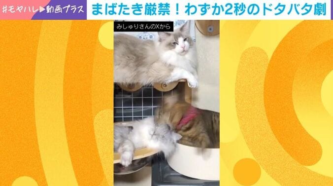 3匹の猫のドタバタ劇