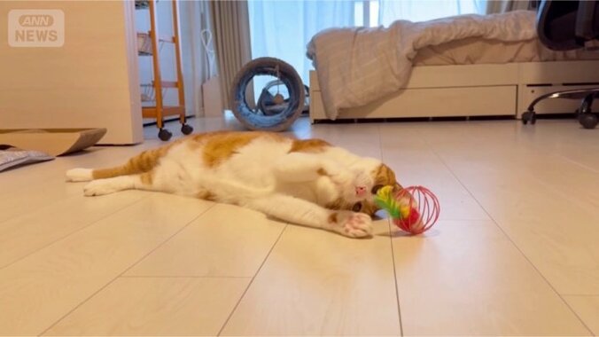 おもちゃで遊ぶの楽しいニャ