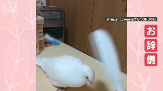 しゃもじにお辞儀