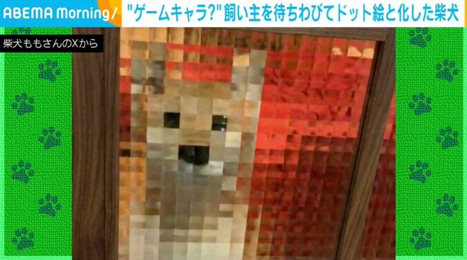 柴犬のももちゃん