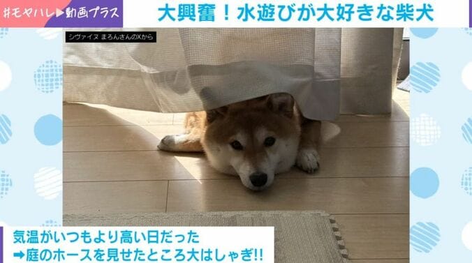 まろんちゃん