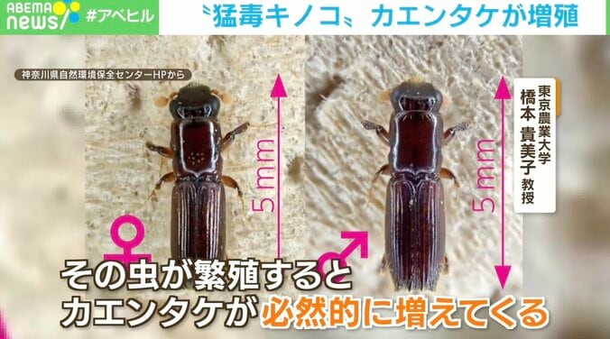 少量口にしただけで命を落とすことも… 最強の毒キノコ「カエンタケ」公園で増殖 神奈川県など各地で目撃情報相次ぐ 2枚目