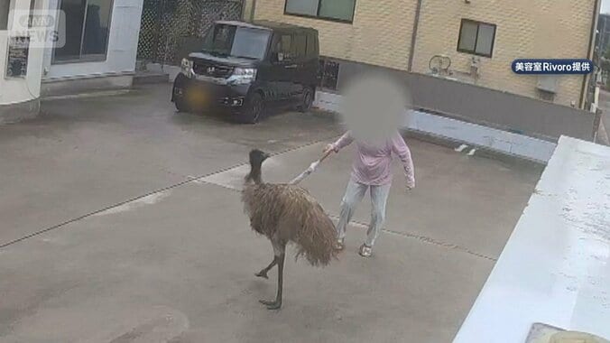 「ダチョウが逃げた」捕まえたら“エミュー”　遭遇した女性は傘で…！？ 1枚目