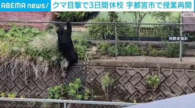 クマ