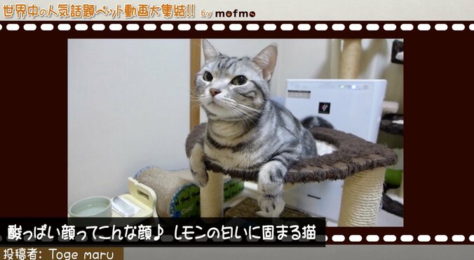 「手の上で熟睡中ニャ」可愛い猫＆犬が大集結 『mofmo』とのコラボ番組をAbemaTVで放送 6枚目